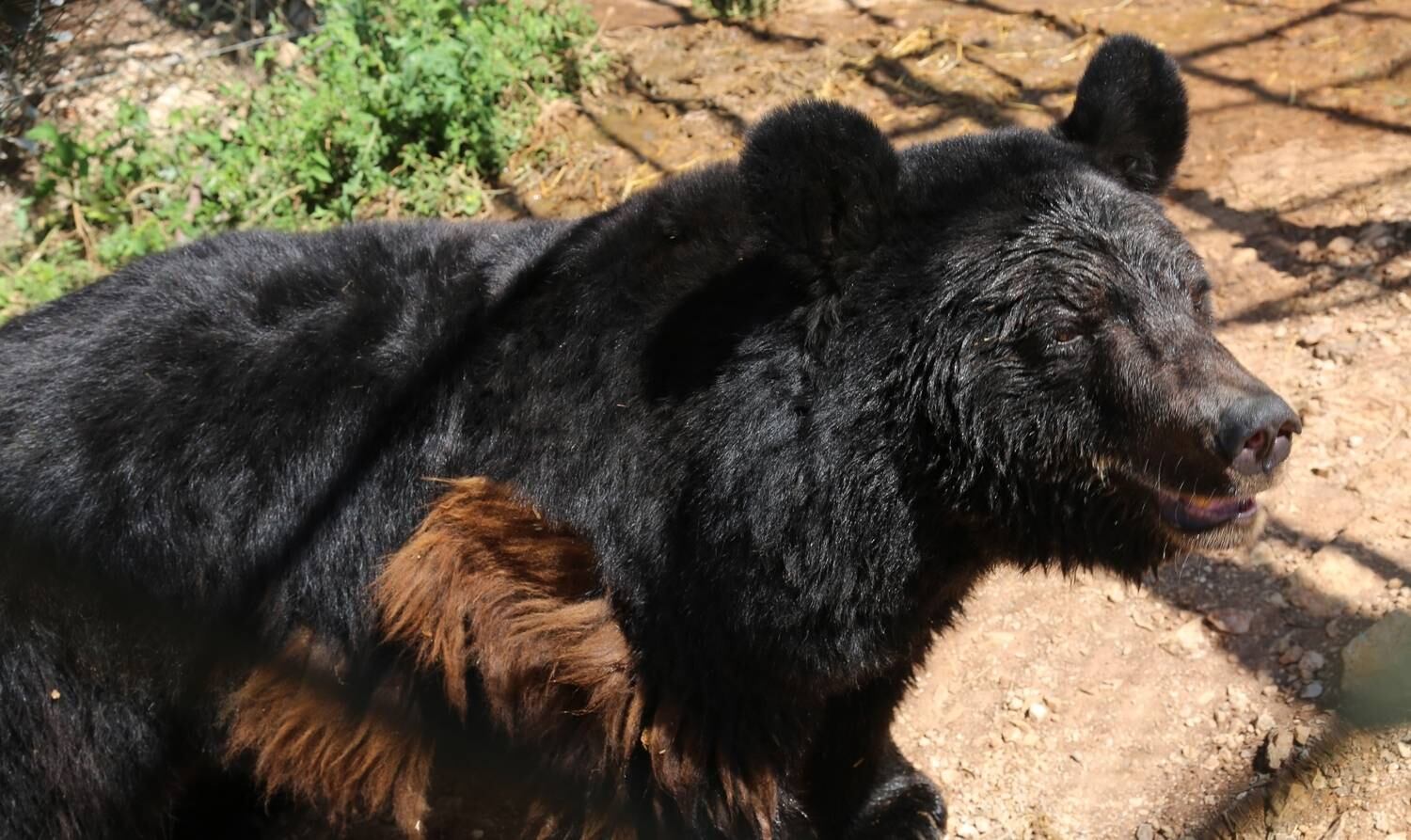 Mas tamanha fome fez com que eles precisassem de muitas consultas com o dentista da instituição