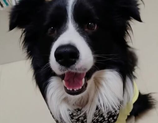 Caso envolve um border collie de três anos chamado Lucky