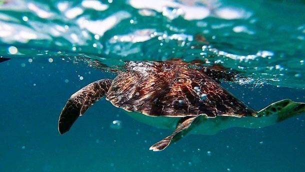 Marcello frequenta diariamente a praia de São Conrado e afirmou que vê constantemente tartarugas mortas na região. Ele fez um apelo para que a população ajude manter a vida marinha. "Nós temos que preservar e não deixar lixo nas ruas, porque, quando chove, o caminho é o mar"