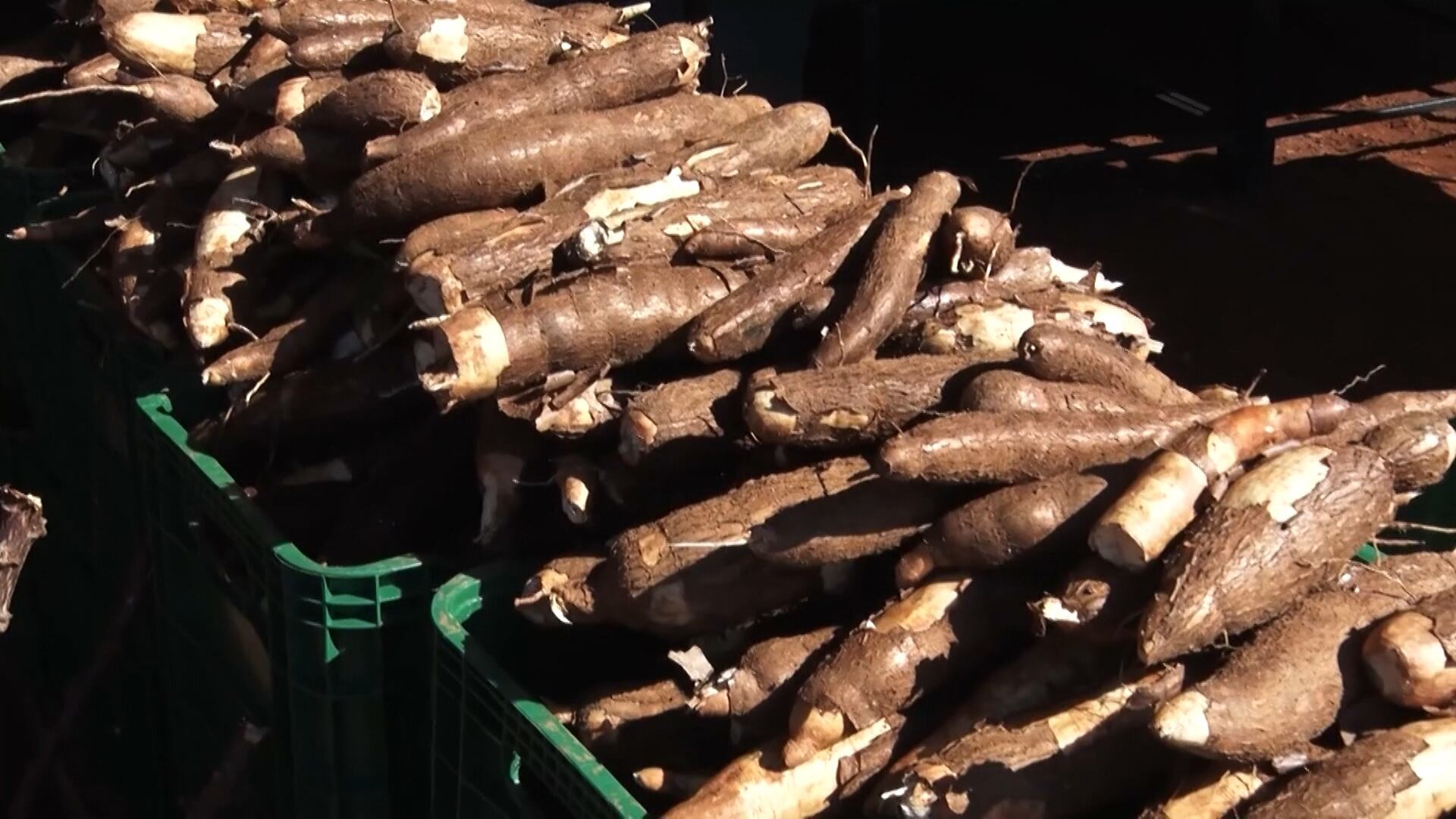 Mandioca preserva tradição e se torna fonte de renda para milhares de famílias na zona rural