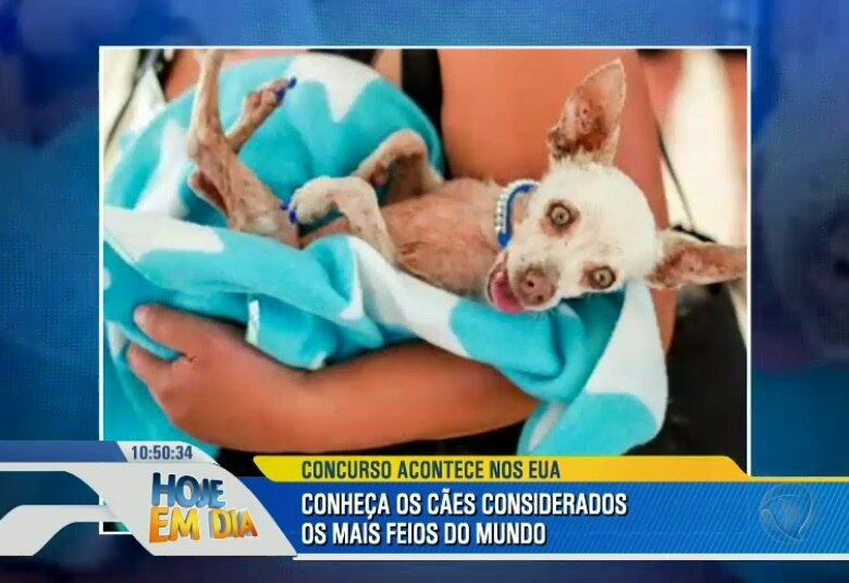 Quando os donos de cachorros são questionados sobre a beleza
dos pets, a resposta é unânime: são lindos! 

• Assista ao Hoje em Dia na íntegra? Acesse o R7.com/Play 