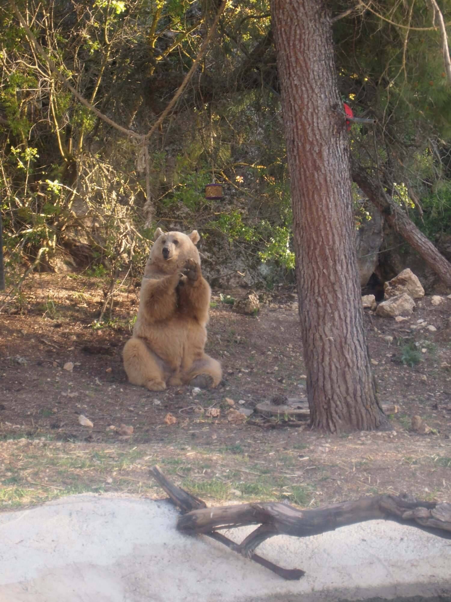 Atualmente, ele tem ótimas relações com os tratadores de animais, se anima com os visitantes e às vezes, até posa para fotos