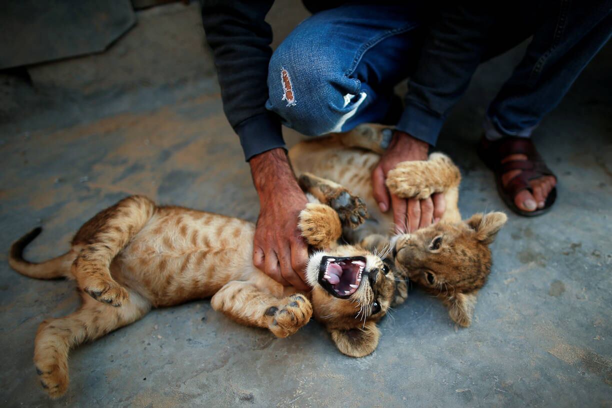 Palestinian man Naseem Abu Jamea plays with his pet lion cubs that he keeps on his house rooftop after buying them from a local zoo, in Khan Younis, in the southern Gaza Strip November 10, 2020. Picture taken November 10, 2020. REUTERS/Suhaib Salem TPX IMAGES OF THE DAY