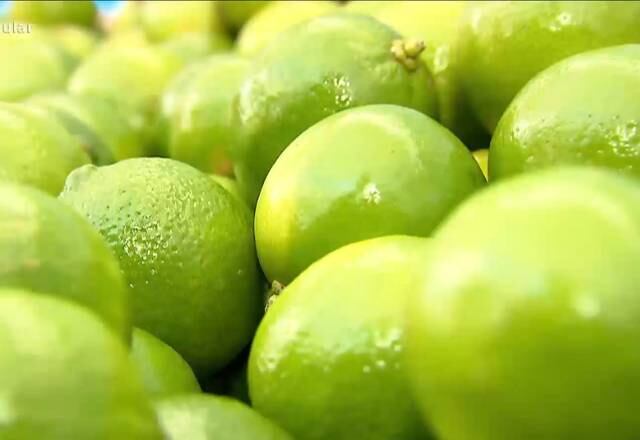 Na hora de escolher o limão, procure observar a casca. Quanto mais fina, mais suco ele irá produzir.

Acompanhe o quadro Mitos e Verdades no programa Domingo Espetacular, que vai ao ar todos os finais de semana, às 19h45, na Record TV
