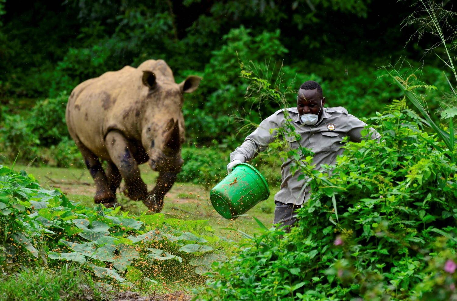 O tratador de animais Steven Busulwa precisou correr de um rinoceronte no Centro de Educação para a Conservação da Vida Selvagem de Uganda. O local está fechado como parte das medidas para impedir a propagação da covid-19 no país africano