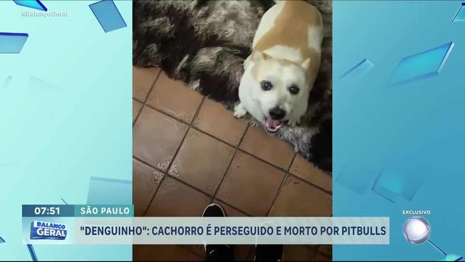 Cachorrinho morre após ser atacado por dois pitbulls; tutores buscam justiça
