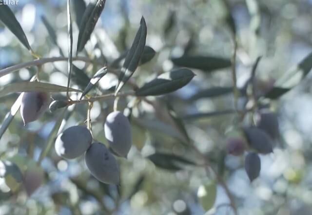 A produção de azeitona no Brasil existe há muito tempo e desde 2000 o país se tornou produtor de azeite. As oliveiras gostam de terrenos mais altos e clima quente com inverno ameno, por isso se adaptaram muito bem no país, em especial na região sul e sudeste