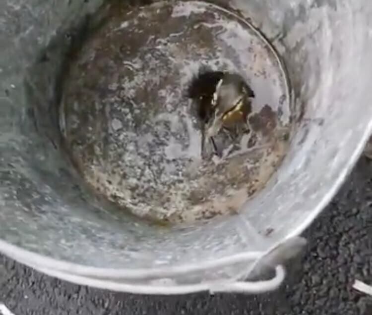 O filhotinho foi resgatado e colocado num balde de metal