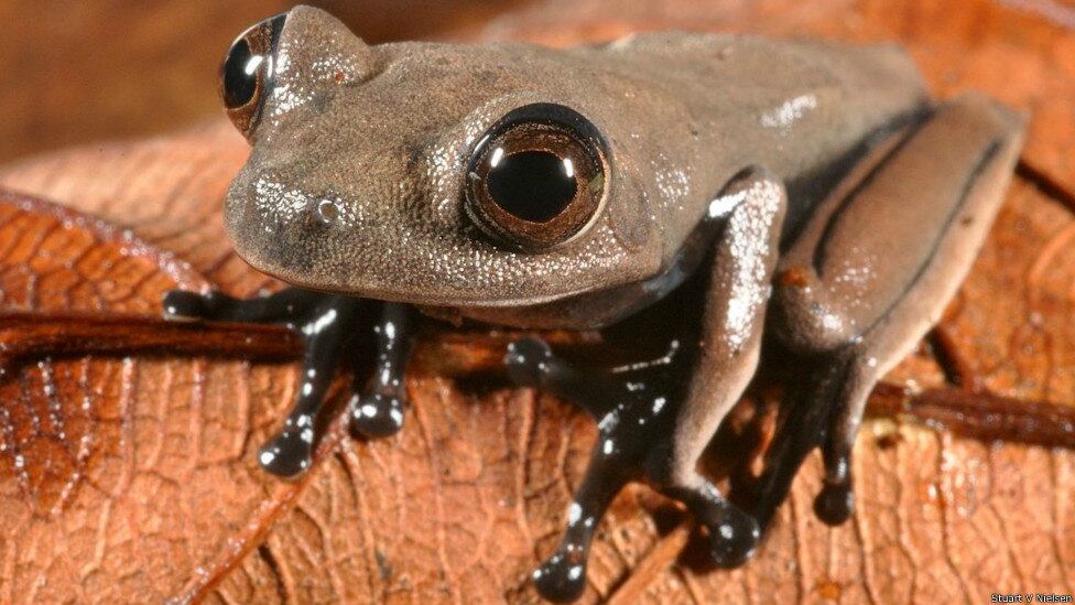 Cientistas anunciaram a descoberta de novas espécies de animais no
Suriname. A perereca com cor de chocolate da foto acima é do gênero
Hypsiboas. Os aros nas extremidades de seus dedos a ajudam a subir
árvores