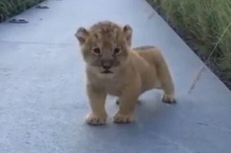 Simba está conquistando corações nas redes sociais