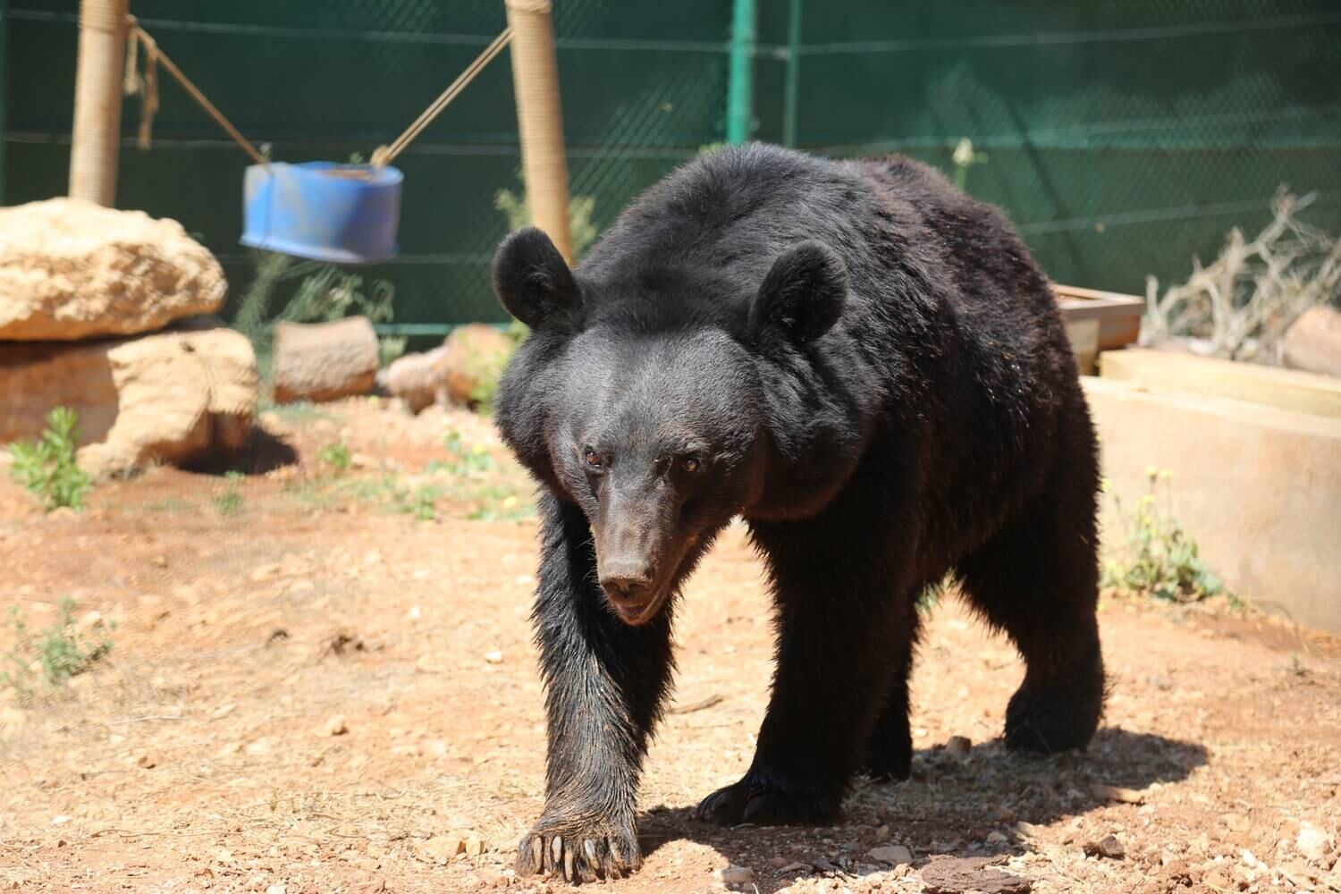 Os amigos Sukkar e Loz foram resgatados do zoológico de Aleppo em 2017. Eles têm aproximadamente oito anos