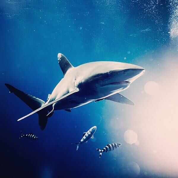 Para fazer boas fotos ele também conta com sua experiência de 28 anos em fotografia para disparar a câmera na hora certa