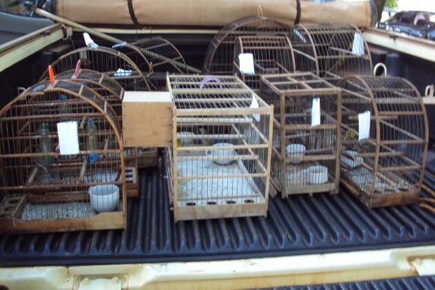 Aves vão ser avaliadas por veterinários para depois serem soltas na natureza