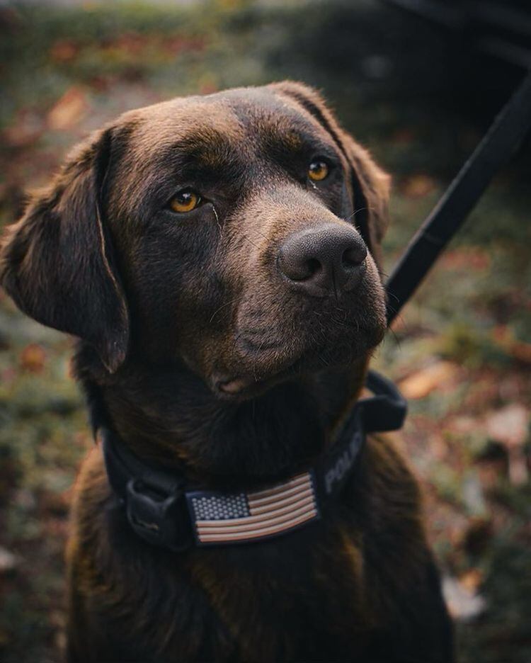 Um cachorro da raça labrador que foi levado para os Estados Unidos depois que seus donos deixaram a Ucrânia por causa da guerra agora faz parte do Departamento de Polícia de Fort Myers, cidade do condado de Lee, na Flórida, onde ajudará as forças de segurança no combate ao narcotráfico