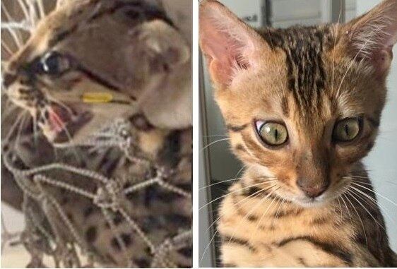 Bombeiros identificaram o animal como um gato-do-mato