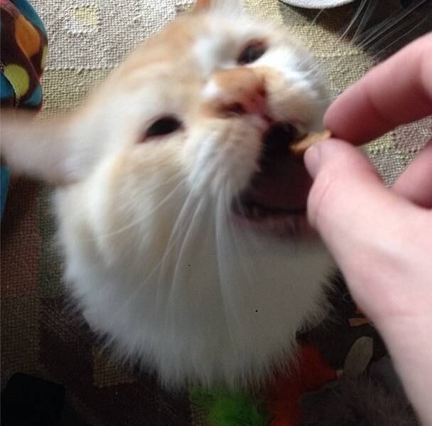 As deformações não impedem ZombieCat de fazer tudo o que os outros gatos fazem 