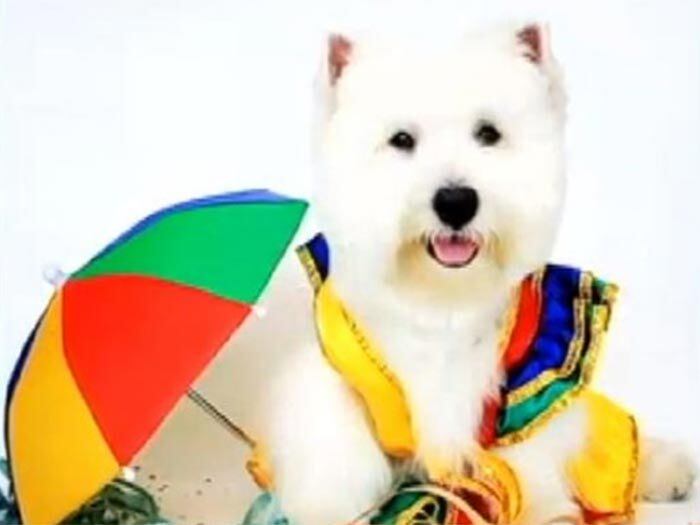 Esse cachorrinho conquistou
os internautas do mundo inteiro. O dono do cachorrinho, Oliver, resolveu
aproveitar o talento e simpatia e transformar o bichinho em um verdadeiro
modelo  
+ Veja a galeria completa do
cachorro Oliver