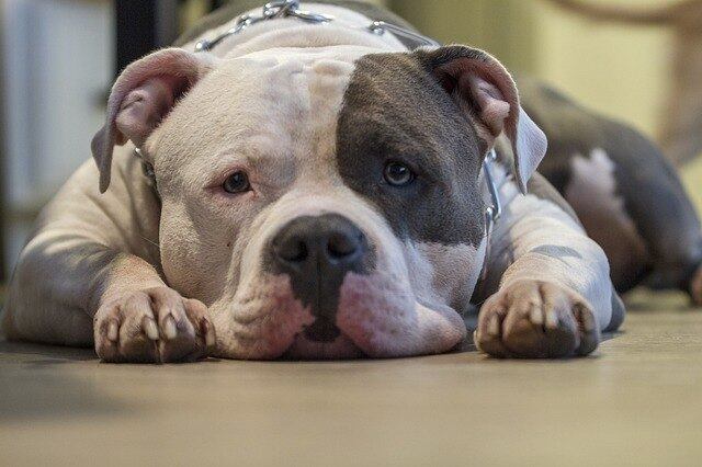 "A porção inadequada pode causar distúrbios gastrointestinais, como gases, vômitos e diarreias”, alerta o veterinário