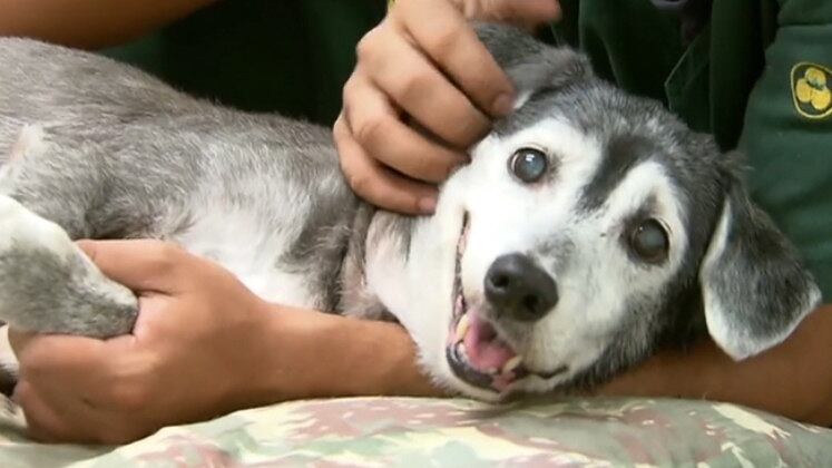 Assim como acontece com os humanos, o Alzheimer dos bichos está muito ligado à idade avançada. O mal não tem cura, mas há meios de prevenir ou retardar seus sintomas. E se for inevitável, o ideal é cercar seu bichinho de amor e qualidade de vida