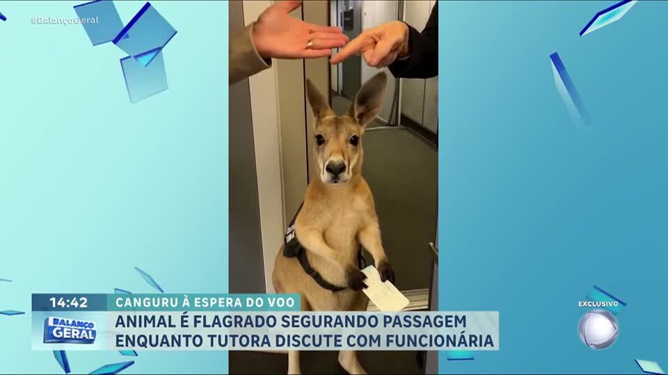 Vídeos de animais gerados por inteligência artificial chamam atenção e divertem público na internet