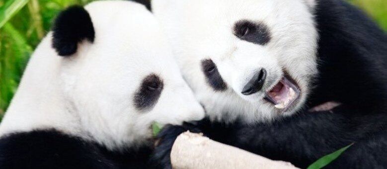 Pandas são muito fofos!