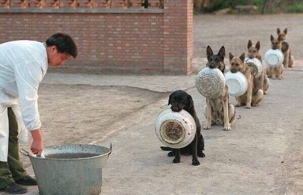 Cachorros esperam em fila em academia de polícia na China