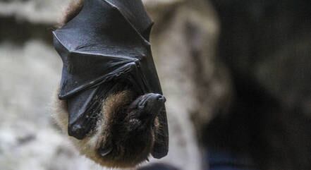 Até o momento, três casos foram confirmados