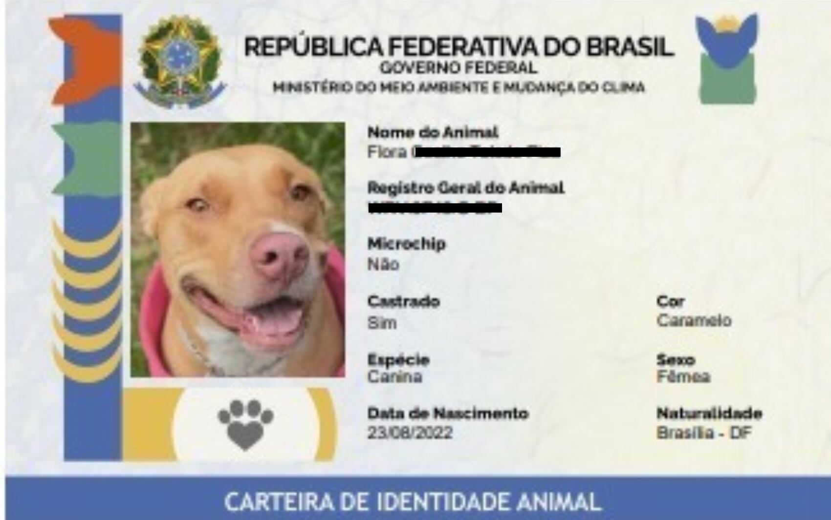 RG Animal gerado pelo sistema SinPatinhas