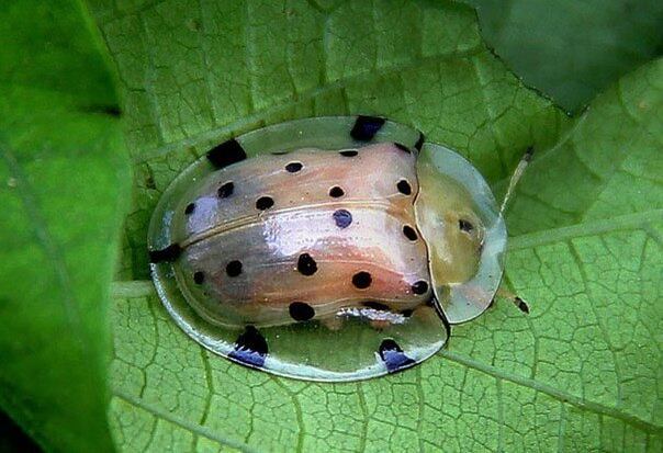 Esse besouro não é totalmente transparente, mas tem uma carapaça praticamente invisível. Essa característica faz com que ele possa enganar seus possíveis predadores

