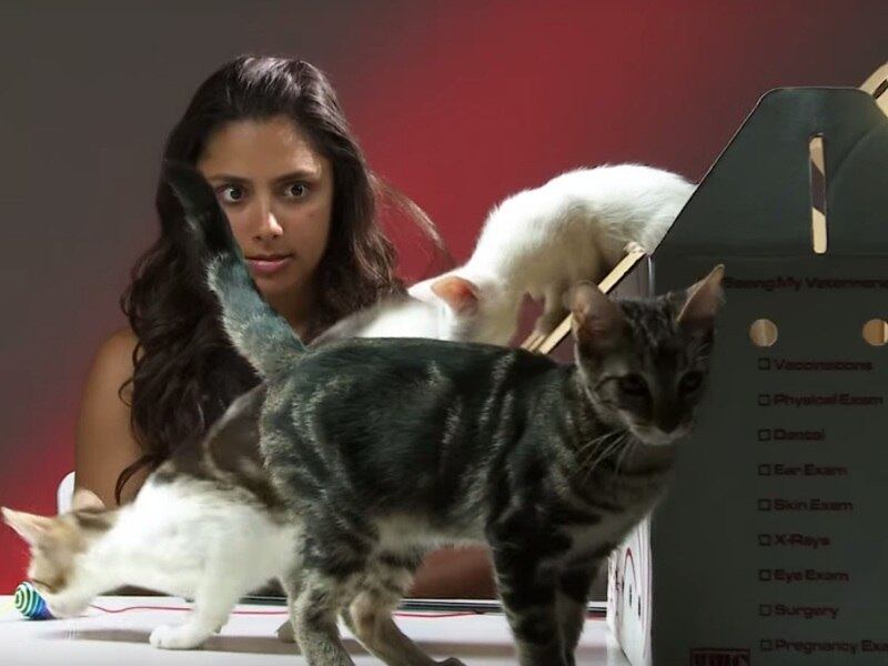 Mesmo que eles fofos, exitem pessoas que não gostam de gatos