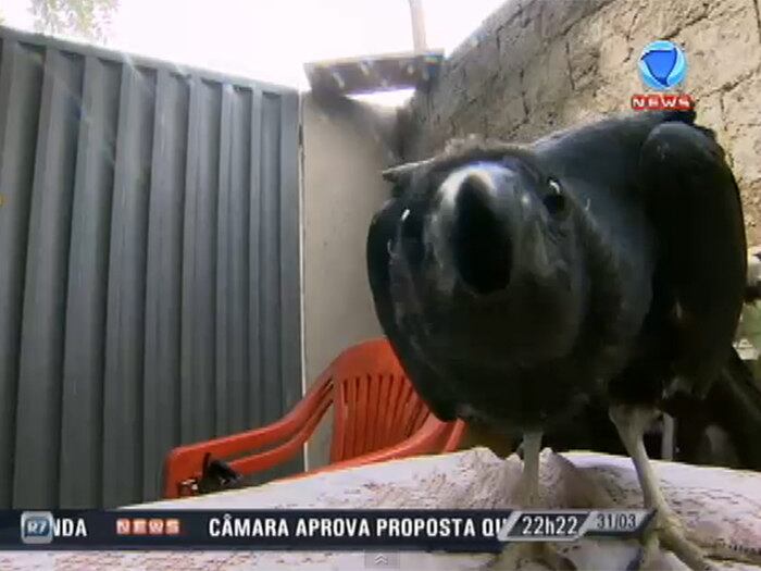 

Você teria coragem de ter um urubu
como bicho de estimação? Teria coragem de dormir com a ave silvestre? O Zapping viajou a cidade de Ipatinga, em Minas Gerais,
para contar a história de amor entre dona Lúcia e o urubu. Ela cuida do animal silvestre como se fosse um cão de estimação
