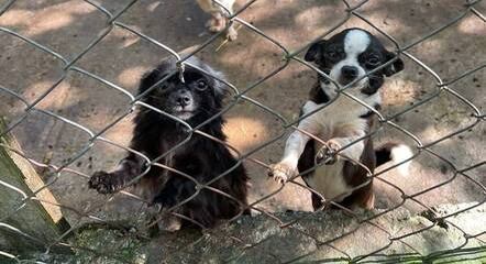 Cães estariam no local havia mais de um ano
