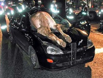 Tinha um cavalo no caminho...