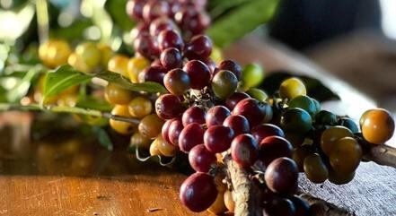 Minas é referência na produção de café