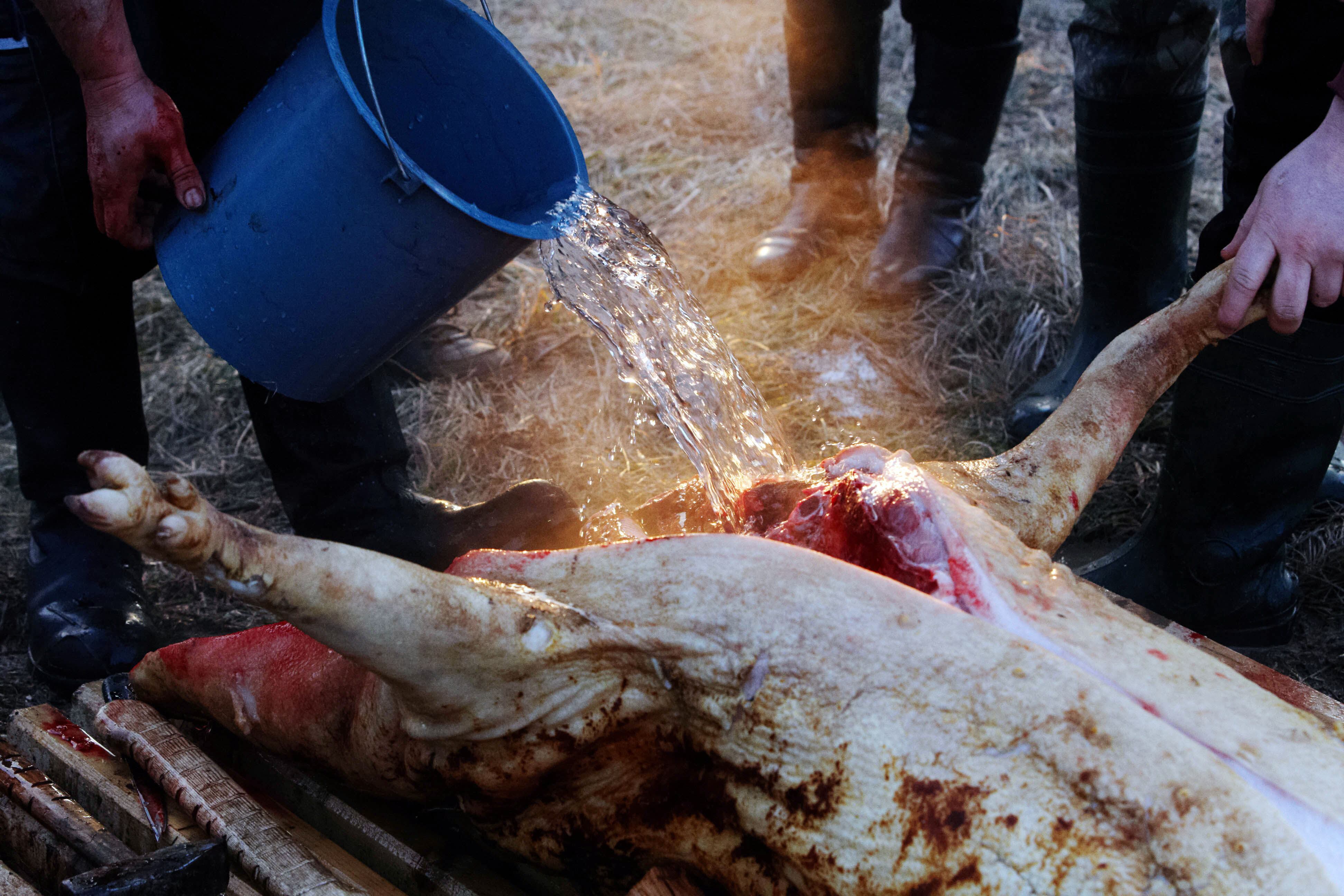 Após matar o animal, os açougueiros limpam a carcaça antes de preparar uma variedade de pratos