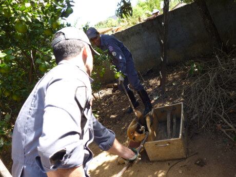 Animal não consegue se locomover com rapidez devido à quantidade de pelos