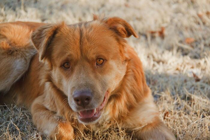A mistura com um golden retriever só poderia resultar em um super cão