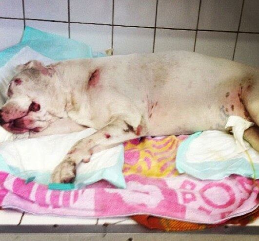 Outro pitbull que passou por uma situação difícil foi o da apresentadora Luize Altenhofen. Ryng foi agredido por um vizinho da apresentadora com a justificativa de defesa. Apesar de ter perdido a visão, o animal continua com a dona, que espera justiça