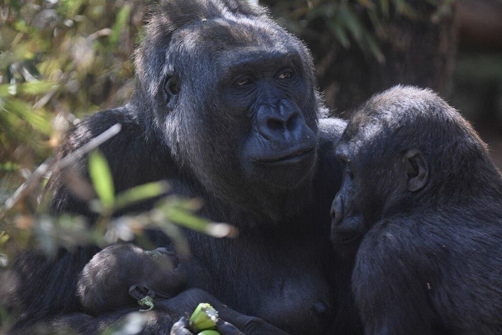 BRAZIL-ZOO-GORILLA
Western lowland gorillas Imbi (C), her son Ayo and her baby are seen at the zoo in Belo Horizonte, Brazil, on September 24, 2021. The baby gorilla was born on September 3, 2021, and is the fifth of the species -which appears on the International Union for Conservation of Nature (IUCN) red list as critically endangered- to be born in the zoo, the only one in South America to succeed in breeding the species.
DOUGLAS MAGNO / AFP