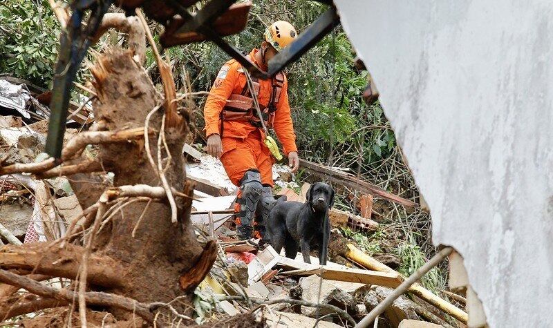 Cães ajudam bombeiros nas buscas por vítimas