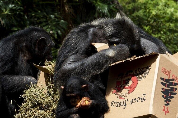 Chimpanzé se diverte com caixa de presente