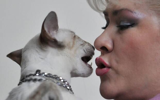 Uma mulher beija seu gato Sphynx, durante uma exposição de gato na capital do Quirguistão Bishkek em 16 de fevereiro de 2013. Donos de gatos a partir de Quirguistão, Cazaquistão e Uzbequistão se reuniram para mostrar seus an

