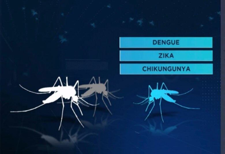 Quando esses insetos se reproduzem, eles se tornam incapazes de transmitir dengue, zika e chikungunya