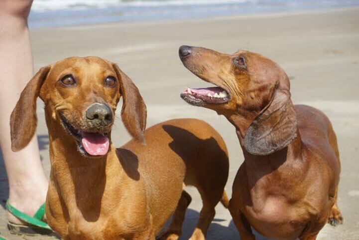 Dias quentes facilitam a proliferação de pulgas e carrapatos em animais de estimação