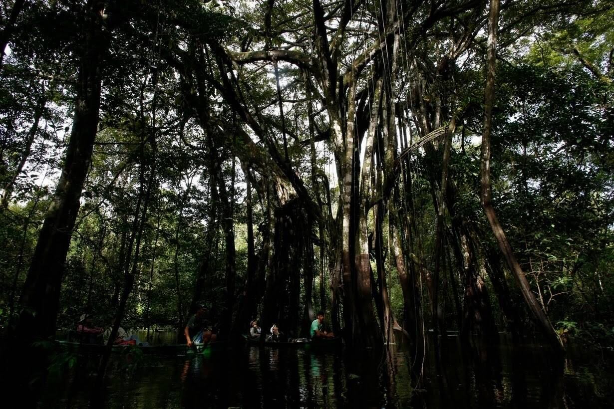A expedição, que custa 10 mil reais por pessoa, é realizada em conjunto com a pousada Uakari Lodge, administrada por moradores da reserva, gerando visibilidade para a preservação da onçae renda para as comunidades da região, o que, segundo Ramalho, tem alterado a forma como as pessoas veem o animal.

"As pessoas que convivem próximas da onça, em geral, têm um misto de sentimentos. Elas acham lindo o bicho, mas ao mesmo tempo têm medo. Elas admiram, mas têm raiva, porque o bicho come o gado delas, o porco, a galinha, o cachorro", explicou o pesquisador, acrescentando que esse quadro costumava levar à morte de onças.

"Isso tem gerado coisas muito positivas porque as pessoas estão muito mais tolerantes. Embora a gente não tenha estimativas precisas de redução de número de onças mortas, a gente escuta as pessoas falando e eu acredito, de fato, que isso tenha melhorado essa relação que pode às vezes ser conflituosa", disse