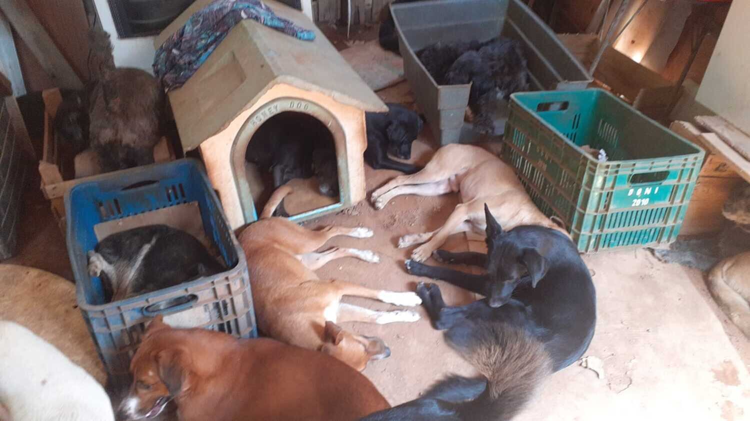 Um incêndio que atingiu um barraco com cachorros abandonados matou quatro dos 23 animais que estavam no local. O caso ocorreu no dia 19 de dezembro, na região metropolitana de São Paulo