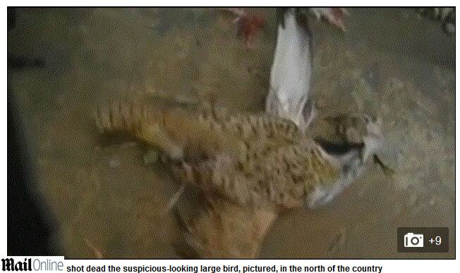 

Policiais descobriram que membros do Taleban estão usando
aves-bomba para atingir alvos no Afeganistão.

Os militares ficaram em alerta após notar uma ave
“suspeita e muito grade”, que não é nativa da região da Província de Faryab, no norte do país.

Veja mais imagens a seguir