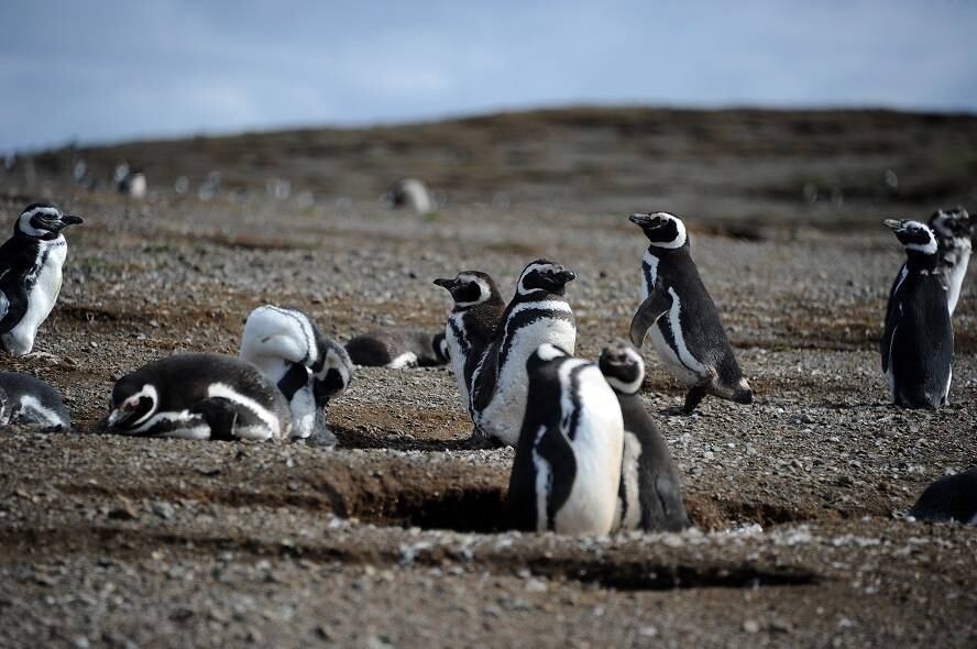 As fêmeas chegam quinze dias depois dos machos e seus ansiosos companheiros começam a emitir sons similares aos de um trompete para que elas os reconheçam e o casal possa iniciar o período reprodutivo, que dura de 6 a 7 meses