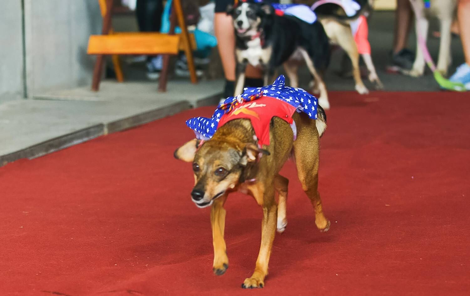 Mais uma Mulher-Maravilha? Temos também!