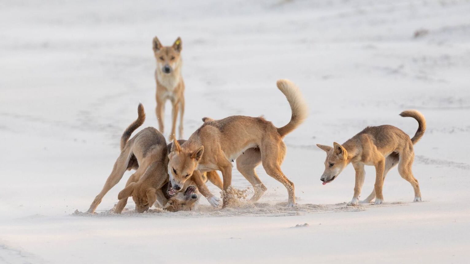 Matilha de dingos. São 4 animais no total. Eles são da cor caramelo e se assemelham a um cachorro. Estão brincando.